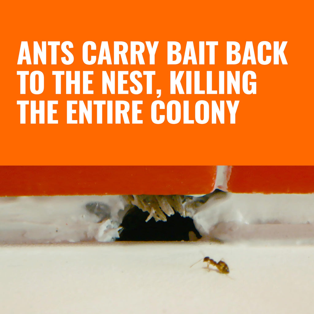 Terro, Ant Killer Bait Stations T300B - Liquid Bait to Eliminate Ants - Bait System - Stations for Effective Indoor Ant Control, 12 Count